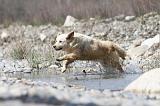 GOLDEN RETRIEVER 451